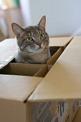 Cat in the box photo by 