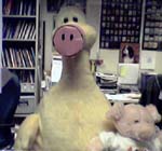 a duck dressed as a pig