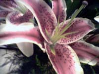 one of Lisa's Birthday Flowers